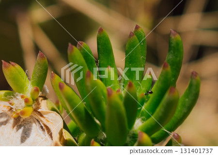 Young shoots of Austrocylindropuntia cactus at the cut site, close-up 131401737