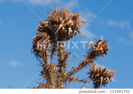 Dry thistle against blue sky 131401742