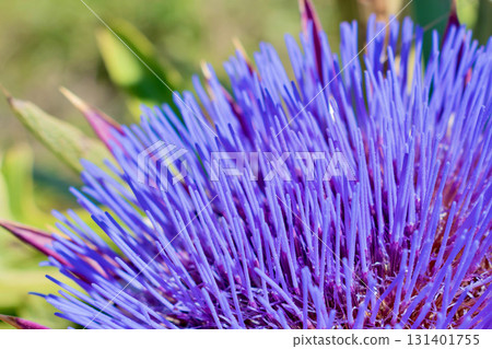 Beautiful blooming artichoke in Crete, Greece 131401755