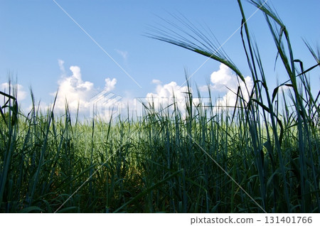 Lush Green Spring 131401766