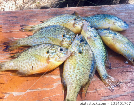 Tiny Sunfish Rainbow Perch 131401767
