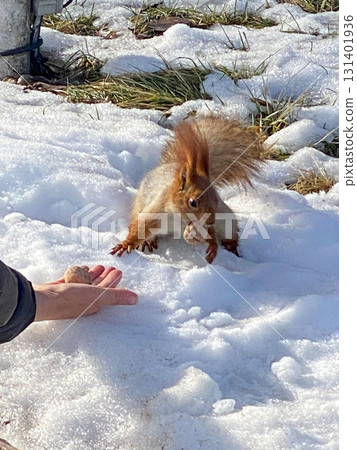 Squirrel Eating Nut in Snow Squirrel Eating Nut in Snow 131401936