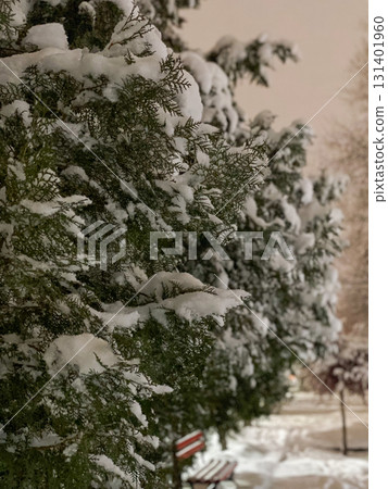 Snowy Trees and Bench in Winter Park 131401960