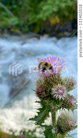 Bumblebee on Thistle Flower in Nature Bumblebee on Thistle Flower in Nature 131402018