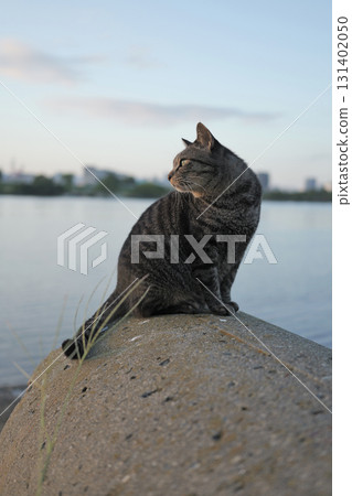 Tabby cat playing on embankment 131402050