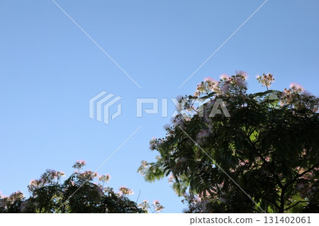 Nemnoki flower 131402061