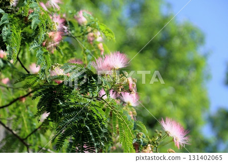 Nemnoki flower Nemnoki flower 131402065