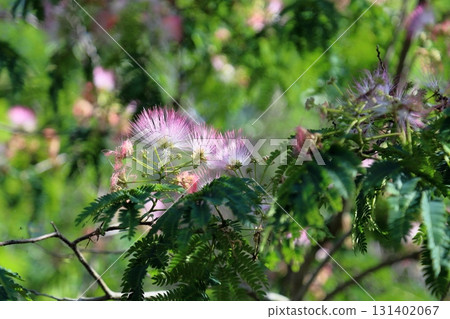 Nemnoki花 131402067