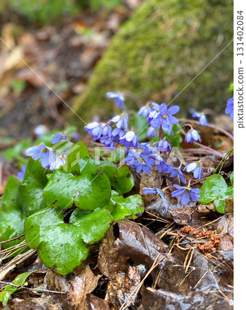 Spring Forest Flowers After Rain 131402084