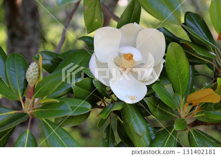 清爽的花朵 131402181