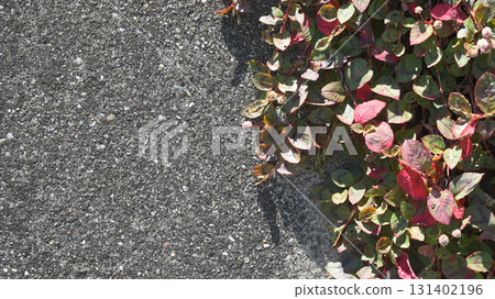 Snow vine covering a concrete wall Snow vine covering a concrete wall 131402196