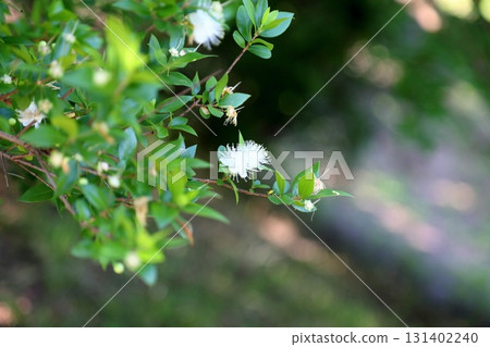 可愛的桃金孃花 131402240