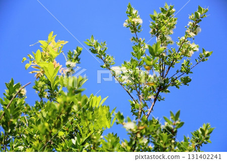 Cute myrtle flowers 131402241