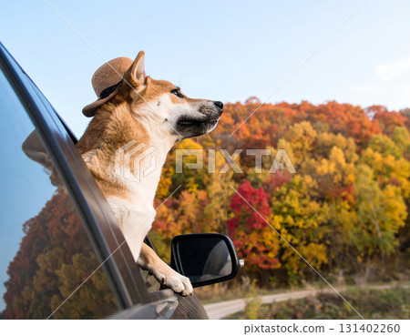 一隻戴著帽子的豆柴犬在秋天的山間駕車行駛時,從車窗探出頭來,這是一個可愛的旅行場景 | 秋葉和輕鬆的狗狗表情 一隻戴著帽子的豆柴犬在秋天的山間駕車行駛時,從車窗探出頭來,這是一個可愛的旅行場景 | 秋葉和輕鬆的狗狗表情 131402260