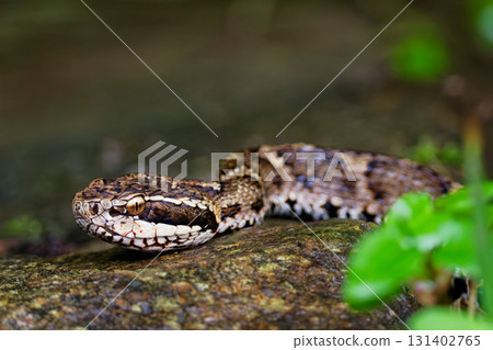 A viper coming towards me A viper coming towards me 131402765