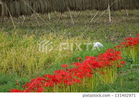 Red spider lilies and white herons Red spider lilies and white herons 131402971