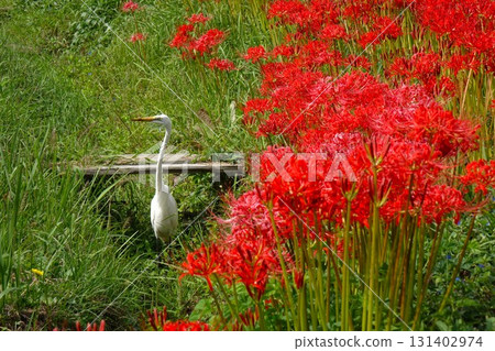 紅花彼岸花和白鷺 紅花彼岸花和白鷺 131402974