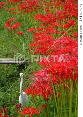 Red spider lilies and white herons 131402975