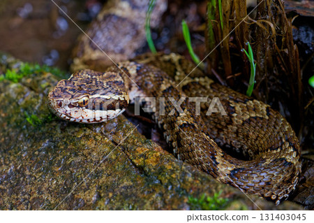 Japanese caddy horn Japanese caddy horn 131403045