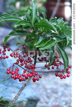 A manryo tree with red berries (vertical position) A manryo tree with red berries (vertical position) 131403050