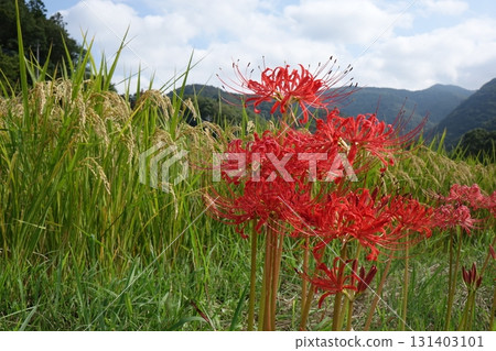 秋天山里盛開的紅蜘蛛百合 131403101
