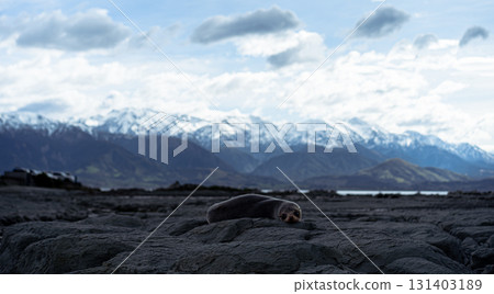紐西蘭南島/凱庫拉的自然風光 131403189