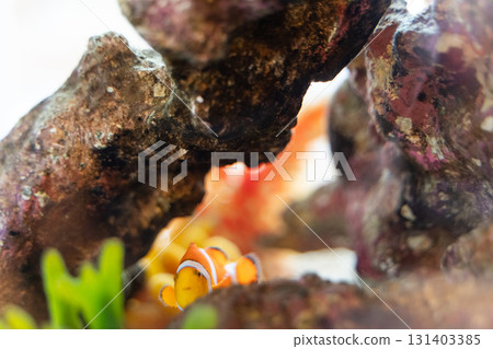Clownfish and corals swimming in the aquarium ⑤ Clownfish and corals swimming in the aquarium ⑤ 131403385