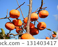 Persimmon nuts shining in the blue sky 131403417