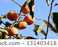 Persimmon nuts shining in the blue sky 131403418