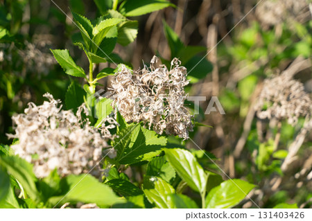 Contrast between withered hydrangeas and fresh greenery② Contrast between withered hydrangeas and fresh greenery② 131403426