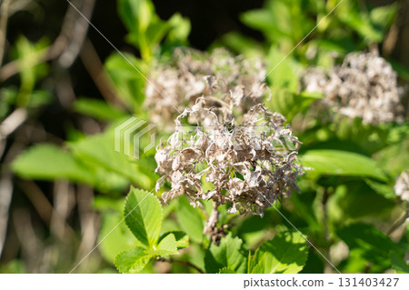 Contrast between withered hydrangeas and fresh greenery③ Contrast between withered hydrangeas and fresh greenery③ 131403427