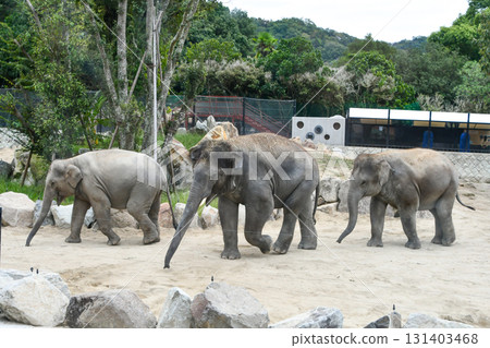 Elephant Asian Elephant 131403468