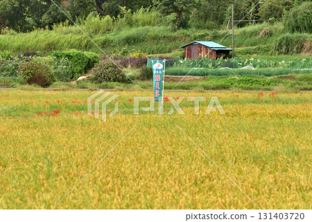 茅崎小出川附近的稻田步道上盛開著鮮紅色的簇生石蒜 131403720