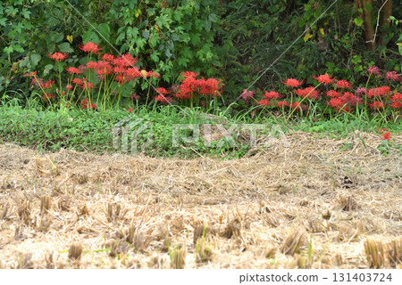 水稻收割後,稻田小路上盛開的紅花 水稻收割後,稻田小路上盛開的紅花 131403724