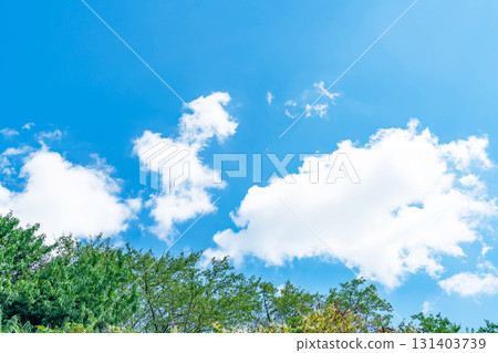 藍天,白雲和樹林 藍天,白雲和樹林 131403739
