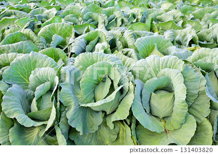 Cabbage fields, Akagi Plateau, Showa Village Cabbage fields, Akagi Plateau, Showa Village 131403820
