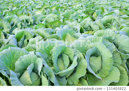 Cabbage fields, Akagi Plateau, Showa Village 131403822