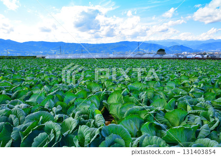 高麗菜田、上越山脈、赤城高原、昭和村 高麗菜田、上越山脈、赤城高原、昭和村 131403854