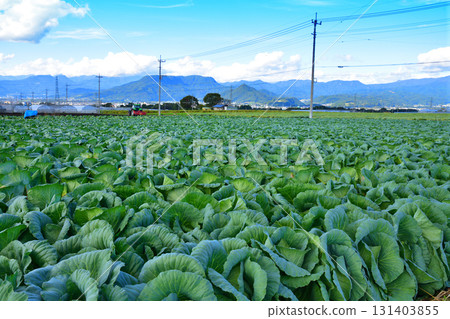 高麗菜田、上越山脈、赤城高原、昭和村 131403855