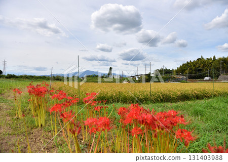 茅崎里山公園附近稻田裡盛開的紅叢孤挺花 131403988