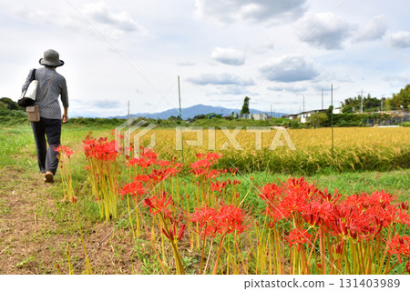 一名女子在茅崎里山公園附近的稻田裡盛開的朱頂紅花叢中漫步 一名女子在茅崎里山公園附近的稻田裡盛開的朱頂紅花叢中漫步 131403989