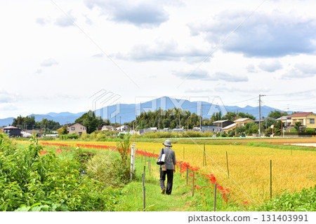 一名女子在茅崎里山公園附近的稻田裡盛開的朱頂紅花叢中漫步 一名女子在茅崎里山公園附近的稻田裡盛開的朱頂紅花叢中漫步 131403991