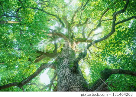 Deep forest big tree 131404203