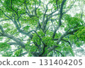 Deep forest big tree 131404205