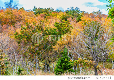 Autumn in Shiretoko, Hokkaido Autumn in Shiretoko, Hokkaido 131404441