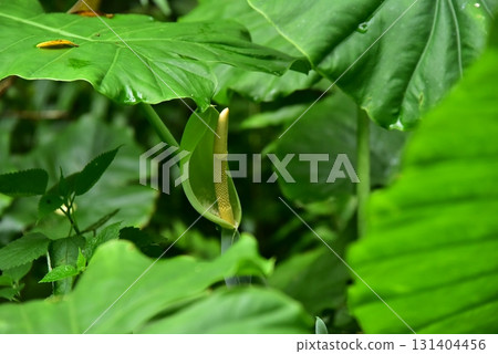 Mysterious plant? Mysterious plant? 131404456