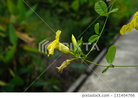 Rukaththana flower 131404766