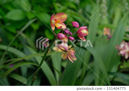 Spathoglottis Plicata pink orchidsin 131404775