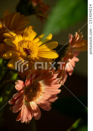 Gerbera Daisy Bouquet in Sunlight With Yellow and Pink Blooms 131404814