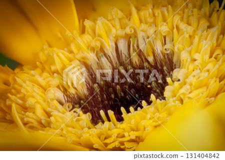 Macro Shot of a Yellow Gerbera Daisy Flower Center 131404842